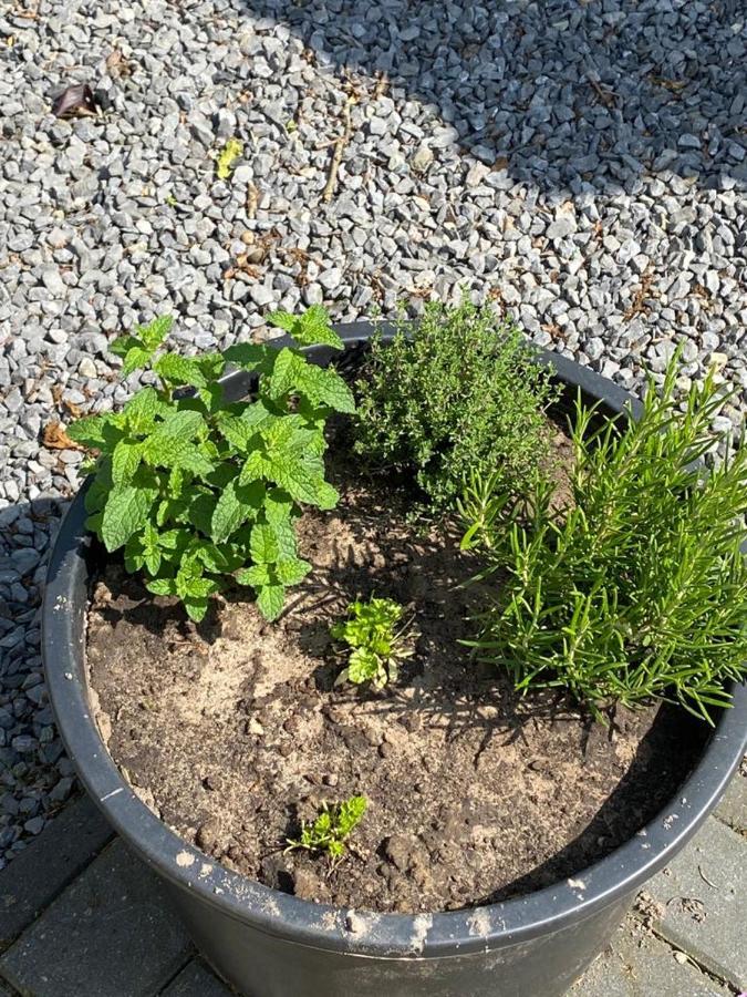 Chalet Valkenbosch Groenvink 85 Oisterwijk Εξωτερικό φωτογραφία